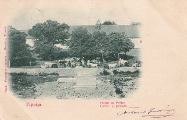 TRIESTE LIPPIZA - Cavalli al Pascolo 1900 L. Smolars